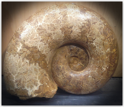 Giant Ammonite - Madagascar