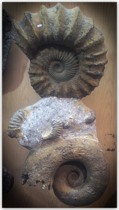 FossConnDoubleAmmonite