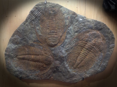 FossConnParadoxides