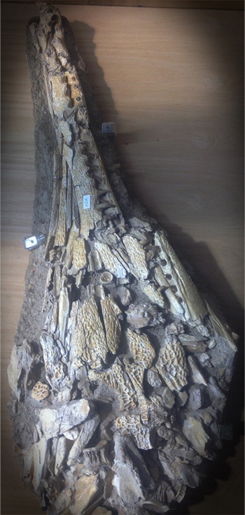 FossConnAlligatorSkull2