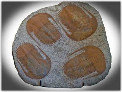 Paradoxides Trilobites