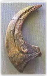 Deinonychus Claw