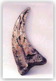 Utah Raptor Claw
