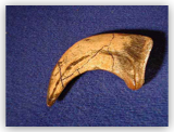 Velociraptor Claw