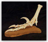 Velociraptor Foot
