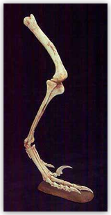 Velociraptor Leg