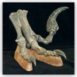 Utahraptor Foot