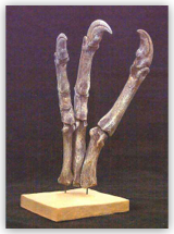 Gallimimus Hand