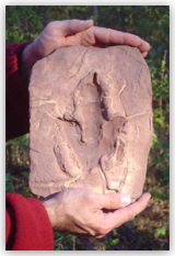 Large Grallator Dinosaur Footprint with Mud Crack