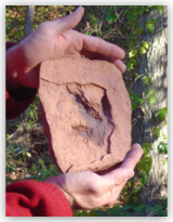 Medium Grallator Dinosaur Footprint