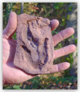 Small Grallator Dinosaur Footprint