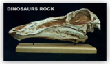 Gallimimus Skull