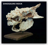 Skull Ankylosaur Saichania