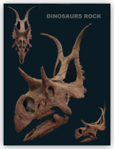 Skull Diabloceratops
