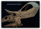 Zuniceratops Skull Skull 