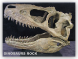 Skull JuvenileTyrannosaur
