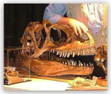Allosaurus Skull