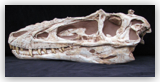 Alioramus Skull