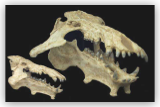 Archaeotherium Skull