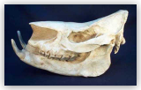 Chilotherium Skull