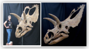 Coahuilaceratops Skull