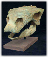 Gastonia Skull