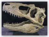 Juvenile Tyrannosaur Skull