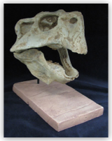 Large Psittacosaurus Skull