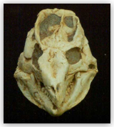 Liaoceratops Yanzigouensis Skull