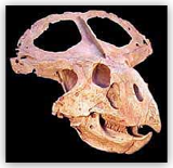 Protoceratops Skull - Large