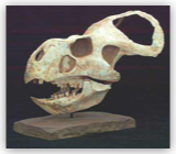 Protoceratops Skull - Med