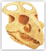 Protoceratops Skull - Small