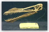 Pterosaur Skull