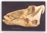 Edmontosaurus Skull