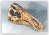 Maiasaura Skull