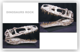 Skull T-Rex Alioramus