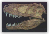 Tarbosaur Skull