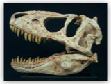 Tarbosaur Skull Small