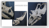 Utahceratops Skull
