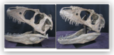 Tyrannosaur Skull 2