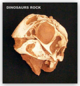Conchoraptor Skull