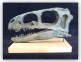 Zuni Coelurosaur Skull