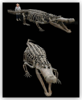 Deinosuchus Skeleton