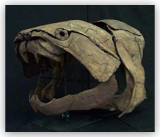 Dunkleosteus Skull