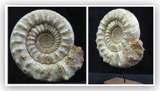 Ammonite Madagascar