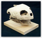 Giant SeaTurtle Skull