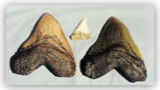 Megalodon Teeth