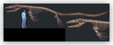 Mosasaur Skeleton