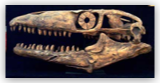 Mosasaur Skull