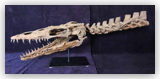 Mosasaur with Backbone